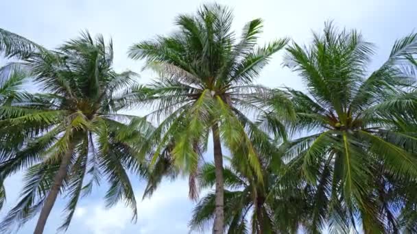 Hindistan cevizi palmiyeleri alt görünüm. Mavi gökyüzü arka planında yeşil palmiye ağacı tropik Phuket adasındaki mavi gökyüzü kumsalına bakan palmiye ağaçlarının görüntüsü. Güneşli yaz gününde palmiye ağaçları. Dibini görelim. - Video, Çekim