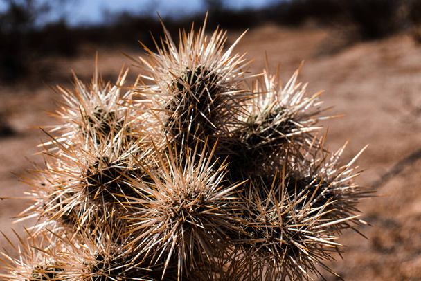 Cactus dans le désert de Mojave - Photo, image