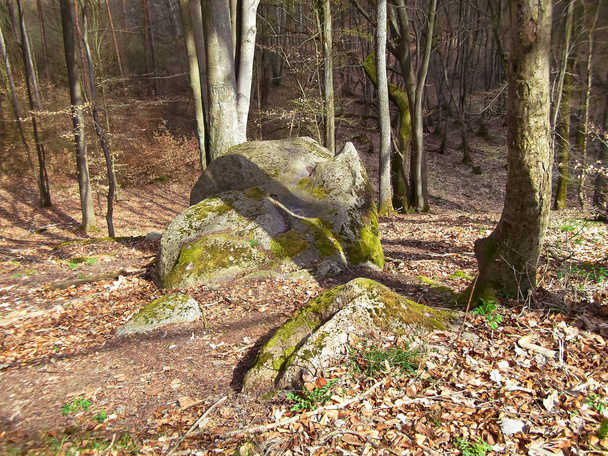 La piedra de sacrificio en el bosque de hayas - Foto, Imagen