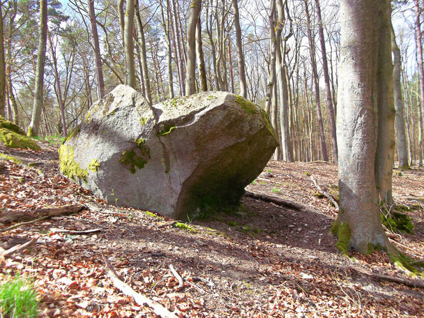 Az áldozati kő a bükkerdőben - Fotó, kép