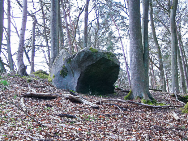 Жертвенный камень в буковом лесу - Фото, изображение