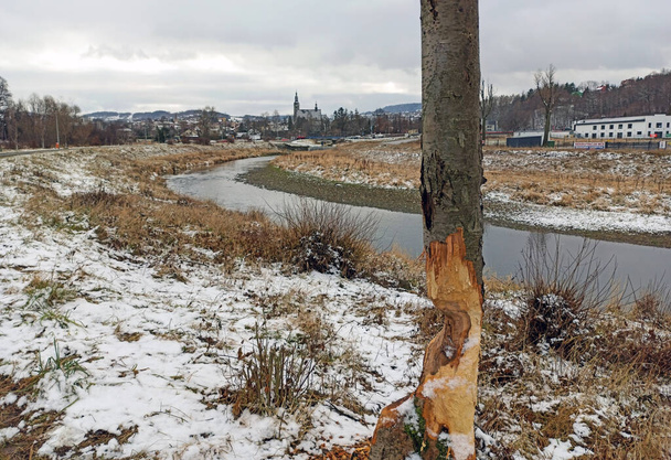 Abgeholzte Bäume fällen Kiefern, Äste fällen Pfahlrodungen im Winter mit Schneefall in Südpolen gegen Fluss- und Landseite mit Wolken - Foto, Bild