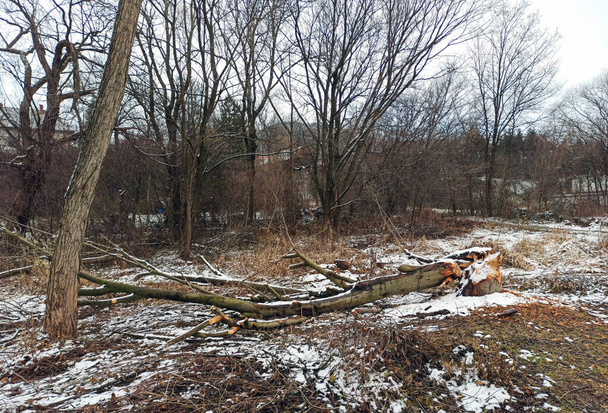 Las ścinać drzewo sosnowy świerk, gałąź ścinać stos polana podczas zima z śnieg padać - Zdjęcie, obraz