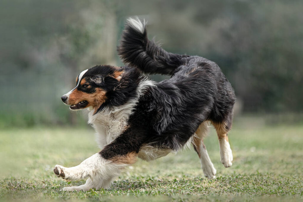 Rozkošný australský pastýřský pes v trávě venku - Fotografie, Obrázek