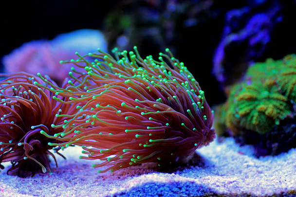 Renkli Euphyllia Glabrescens namı diğer Euphyllia Torch resif tankındaki yakın çekim sahnesinde - Fotoğraf, Görsel