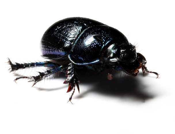 bos dung beetle - Foto, afbeelding