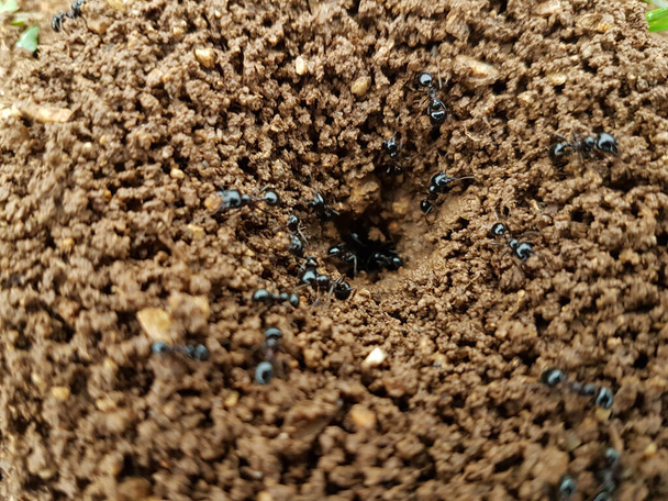 ants in the nest after rain  in spring - Photo, Image