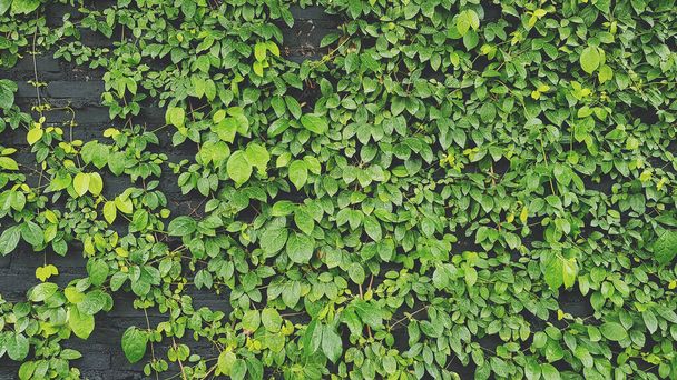 Patrón de hojas verdes, vid y crecimiento de plantas rastreras en la pared para el fondo en el parque del jardín. Fondo de pantalla natural, concepto de belleza de la naturaleza en tono vintage. - Foto, Imagen