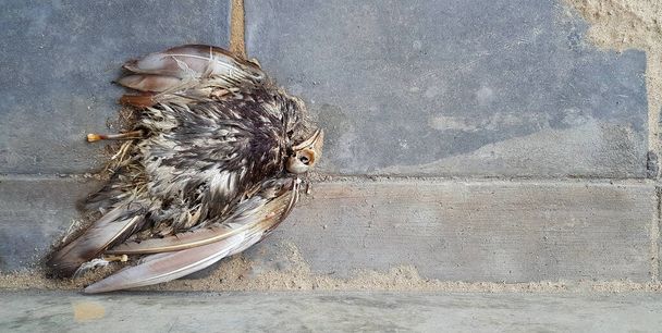 Pohled shora na dlouho mrtvou mrtvolu holuba na betonové podlaze s prostorem napravo. Plochý pták uhynul na zemi. koncepce nakažlivých a volně žijících zvířat. - Fotografie, Obrázek