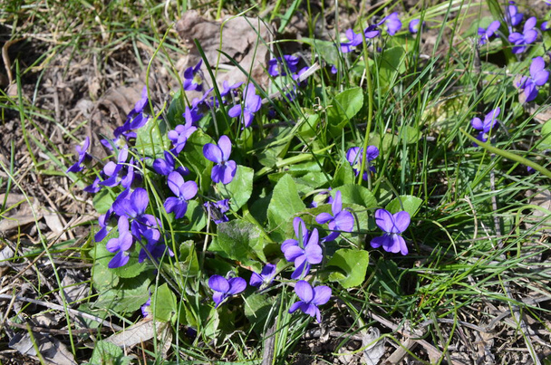 Petites fleurs violettes printanières violettes (alto reichenbachiana) sur la pelouse forestière. Early Dog-violet fleurs dans le jardin. Fond floral naturel - Photo, image