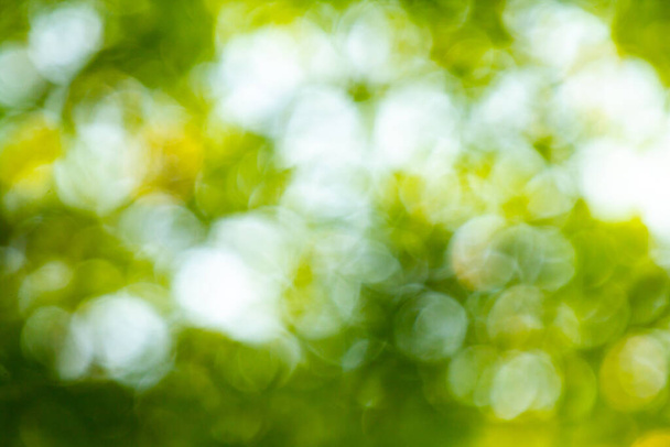 緑の葉の背景。抽象的なボケ - 写真・画像