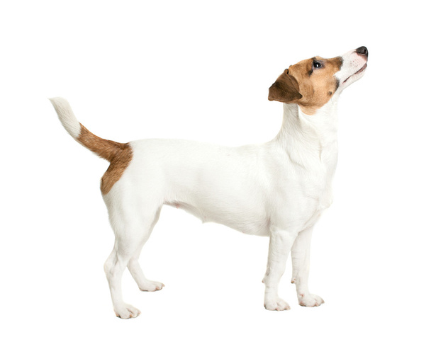 Jack Russell Terrier looking - Photo, Image