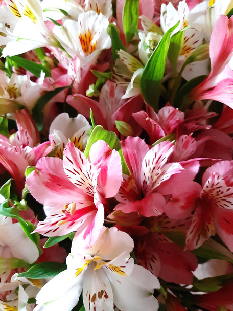 Fondo de vacaciones, flores de color. Plantilla naturaleza primavera  - Foto, imagen
