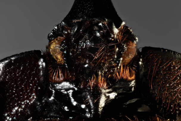 ヨーロッパのサイムシは亜科ヒナギク属に属する大型の飛翔性甲虫です。. - 写真・画像