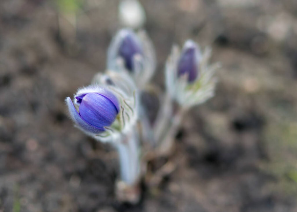 Flores de Pulsatilla púrpura de cerca, hermoso bokeh, hermosa flor pascual floreciente, flor colorida de primavera en el bosque, paseriforme de flores grandes - Pulsatilla grandis. - Foto, Imagen