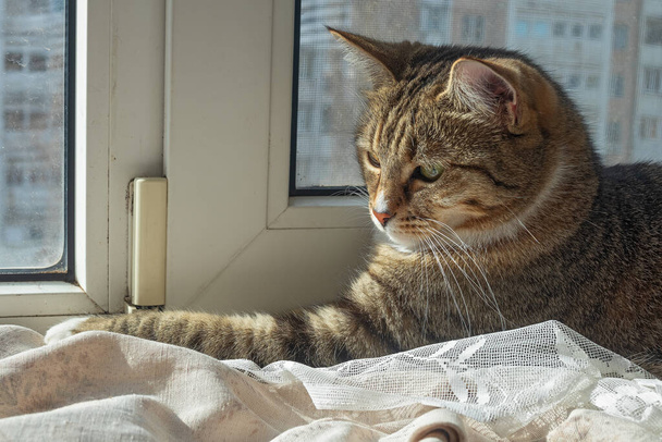Um gato fofo de uma coloração de tigre com uma tatuagem avermelhada mente no peitoril da janela e está atentamente olhando para algo acontecendo na frente dela  - Foto, Imagem