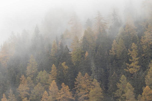 Orange Autumn Larch ormanı, üzerinde sis var. - Fotoğraf, Görsel