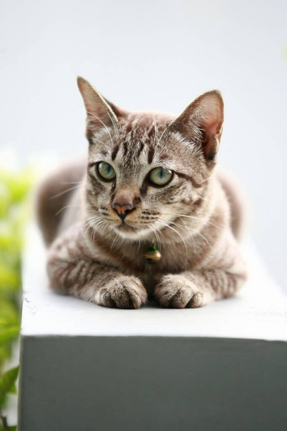 Ihana harmaa kissa istuu ulkona - Valokuva, kuva