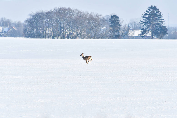 Un joven corzo salvaje corre hacia el bosque en un campo cubierto de nieve en invierno. El animal asustado corre a un lugar seguro. - Foto, Imagen