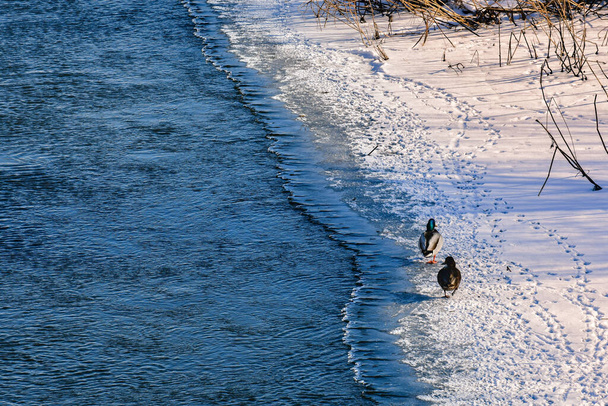 Οι πάπιες (Anas platyrhynchos) περπατούν στον πάγο κατά μήκος της όχθης του ποταμού την ημέρα του χειμώνα. - Φωτογραφία, εικόνα