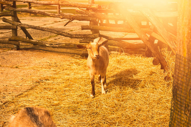 Young goat on animal farm. High quality photo. - Zdjęcie, obraz