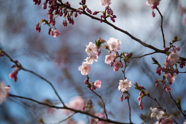 Enfoque selectivo de hermosas ramas de flores de cerezo rosadas en el árbol bajo el cielo azul, hermosas flores Sakura durante la temporada de primavera en el parque, textura del patrón de flora, fondo floral de la naturaleza. Macro fotografía - Foto, imagen