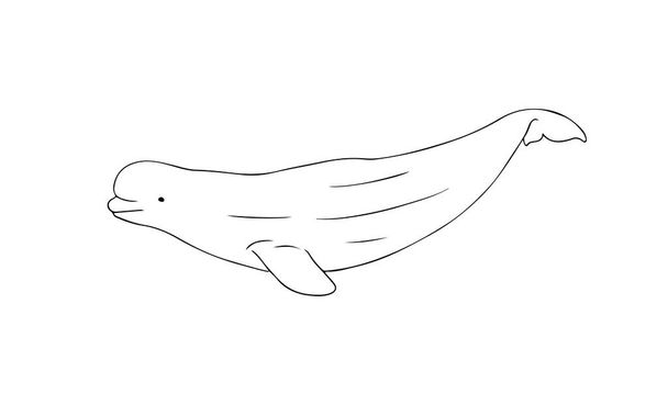 Beluga Whale line vector illustration. Arctic cetacean white whale sketch art on white background - Vetor, Imagem