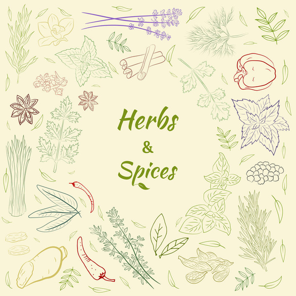 Drawn herbs and spices set. Sketsh of natural spices and kithen herbs. Botanical illustrations of aromatic plants.  - Διάνυσμα, εικόνα