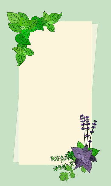 Drawn herbs and spices set. Sketsh of natural spices and kithen herbs. Botanical illustrations of aromatic plants.  - Vector, Image
