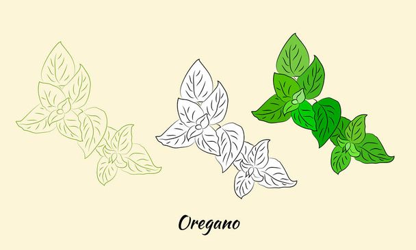 Drawn herbs and spices set. Sketsh of natural spices and kithen herbs. Botanical illustrations of aromatic plants.  - Wektor, obraz