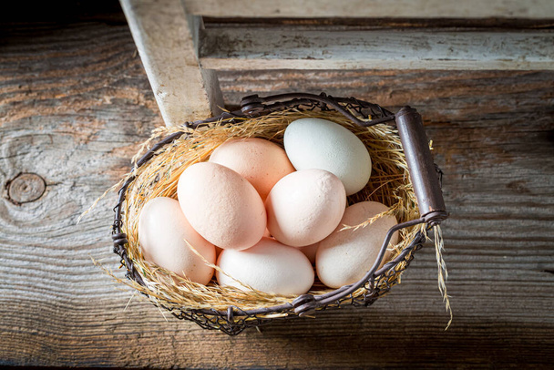 Good and ecological eggs with hen feathers. Eggs from a free-range farm. - Photo, image