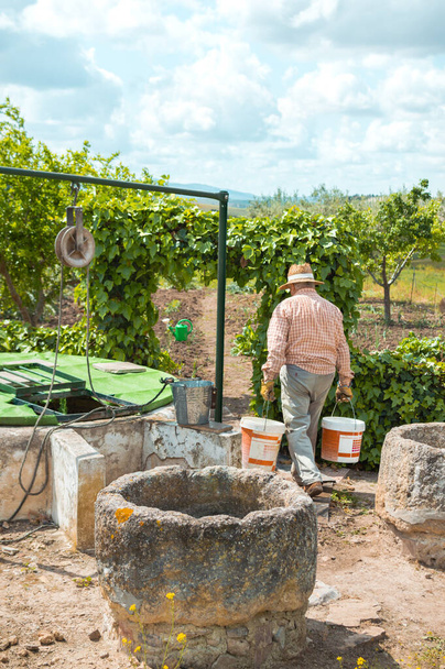 Yaşlı adam kuyudan taze su taşıyarak sebze bahçesini suladı.. - Fotoğraf, Görsel
