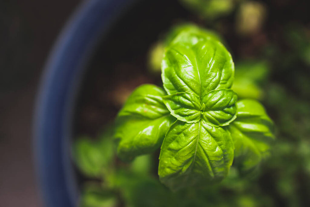 close-up of basil plant in blue pot shot at shallow depth of field - Foto, immagini