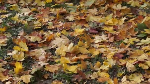 Φθινόπωρο. Κίτρινα και βυσσινί φύλλα κείτονται στο πράσινο γρασίδι - Πλάνα, βίντεο