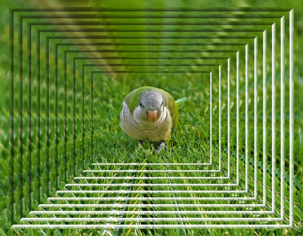 πράσινος παπαγάλος στο γρασίδι κοντά στο τούνελ - Φωτογραφία, εικόνα