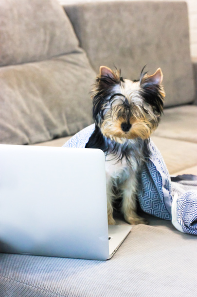 Schattige kleine Yorkshire Terrier puppy zittend onder een zwart-wit ruitje op een grijze bank voor een laptop. Een huisdier werkt vanuit huis. Een grappig dier in een modern interieur. Honden- en bedrijfsconcepten. - Foto, afbeelding