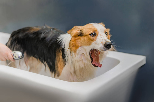 pes je umytý ve vaně - Fotografie, Obrázek