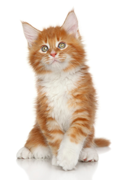 Maine Coon kitten - 写真・画像