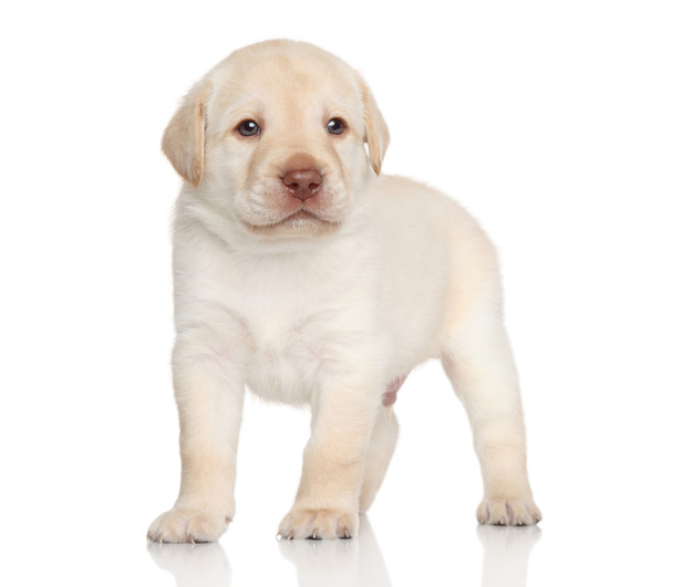 Golden retriever puppy, portrait - Fotó, kép
