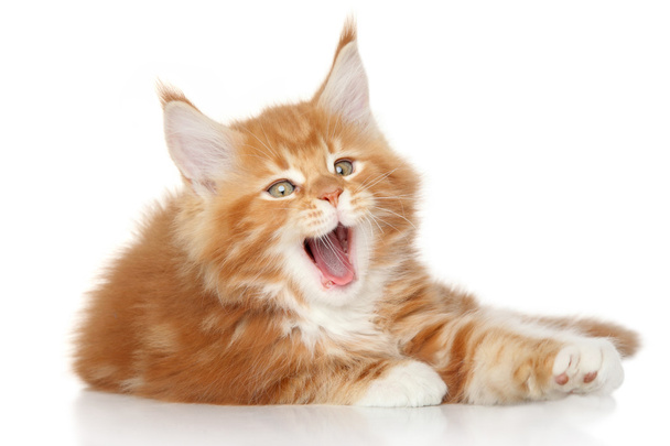 Maine Coon kitten yawn - Foto, Imagen