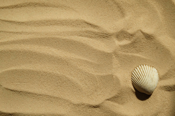 Seashells on a sandy beach. Summer background. Travel to sea countries, beach holidays - Valokuva, kuva