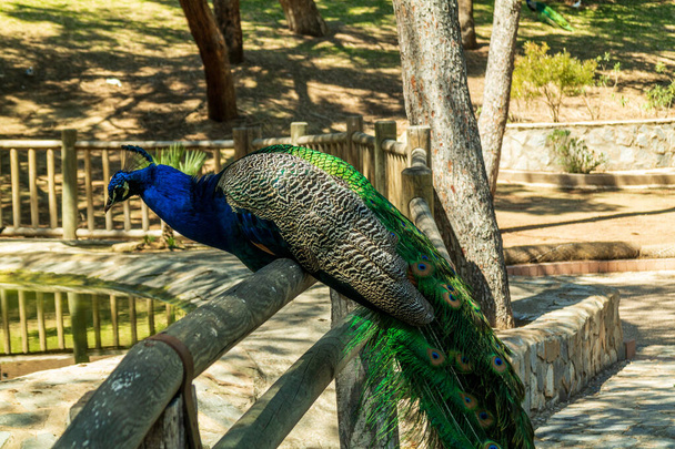 Peacock stood on a fence, in a spanish park - Fotoğraf, Görsel