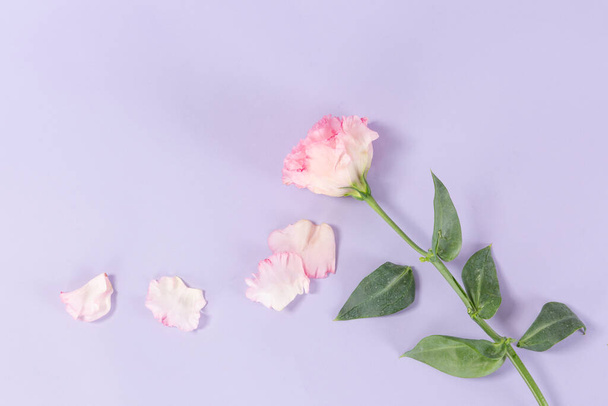 pink flower, purple background - Valokuva, kuva