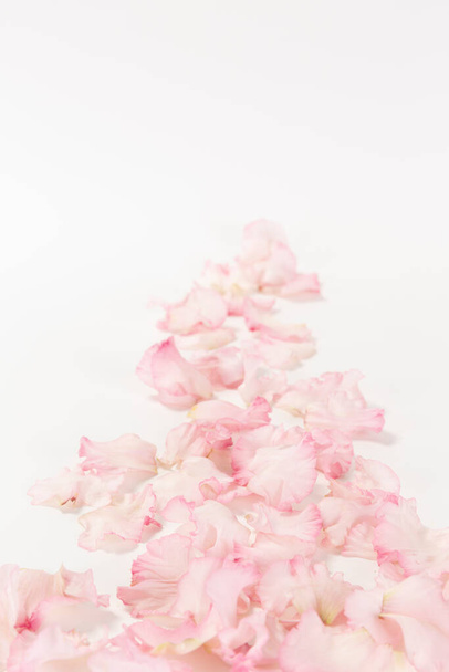 pink flower, white background - Zdjęcie, obraz