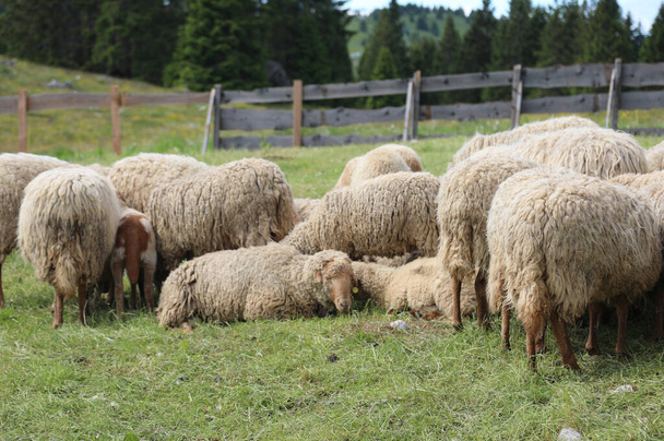 viele Schafe mit langem Wollvlies bereit, im Hofzaun geschoren zu werden - Foto, Bild