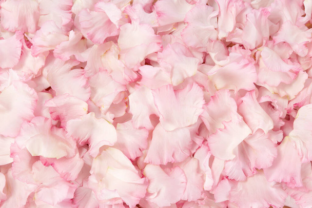 pink flower background close up - Photo, image