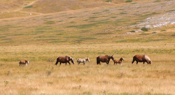 manada de caballos con potros pastando en el claro salvaje - Foto, Imagen