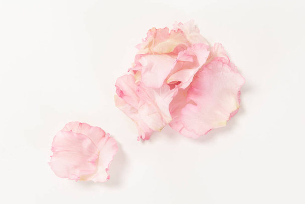 pink flower, white background - Foto, Imagem