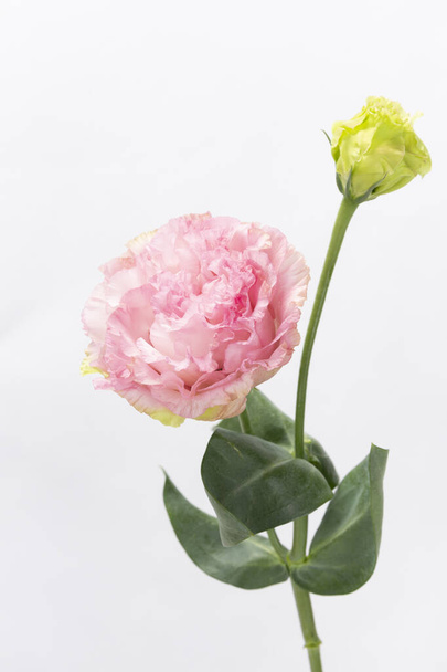 pink flower, white background - Фото, зображення