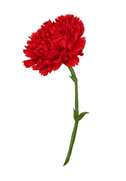 Beautiful red carnation isolated on white background. - Vector, afbeelding